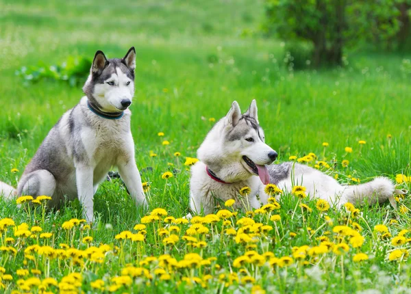 Twee honden spelen op een groene weide. — Stockfoto