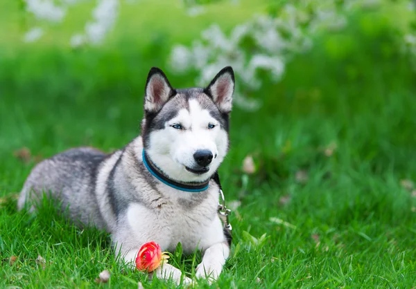 Perro sobre hierba y flor roja . — Foto de Stock