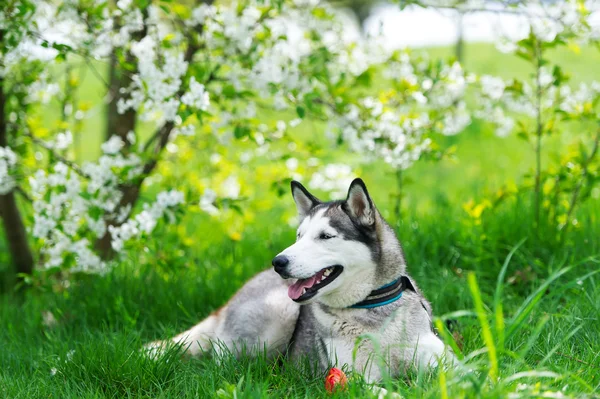 Köpeğe otların ve kırmızı çiçek. — Stok fotoğraf