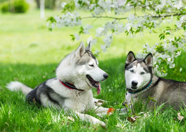 Dos perros y flor roja . —  Fotos de Stock