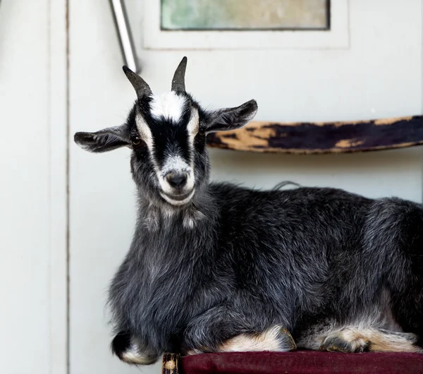 La capra siede su una sedia . — Foto Stock