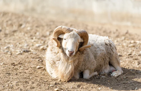 Wilde berg geit met horens. — Stockfoto