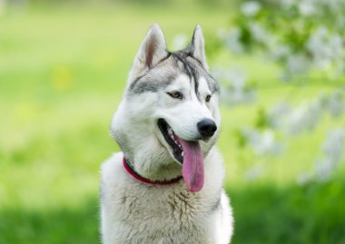 Safkan köpek kapatın. Siberian dış yapraklar.
