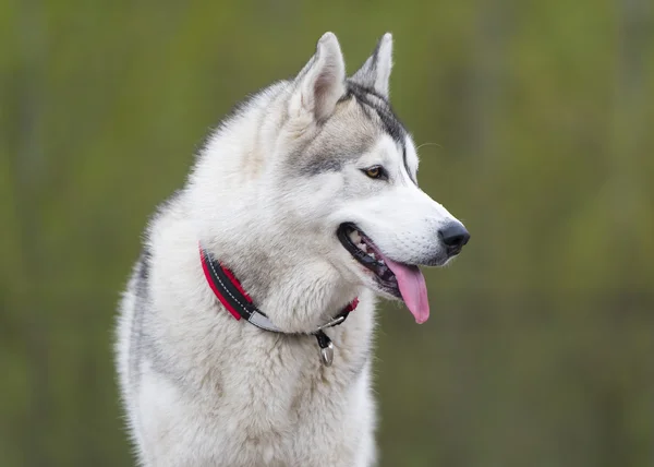 Um cão de raça pura de perto. Cascas da Sibéria . — Fotografia de Stock