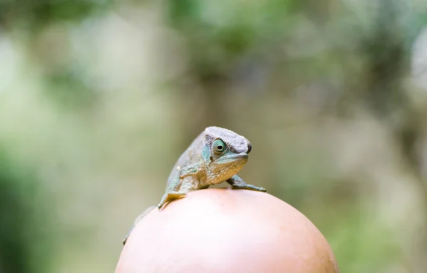 Camaleão verde na cabeça do careca . — Fotografia de Stock