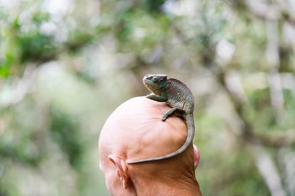 Gröna kameleonten på huvudet av den skalliga mannen. — Stockfoto