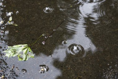 Akçaağaç yaprağı bir havuzda yüzen.