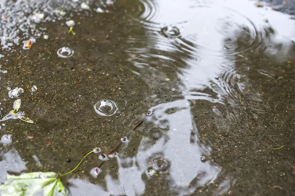 枫叶漂浮在水池里. — 图库照片