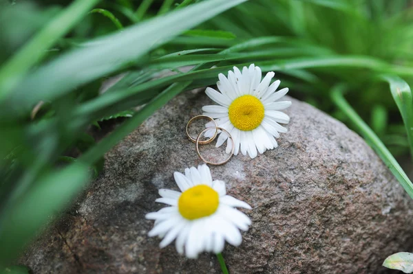 Anillos de boda y margarita se encuentran en una gran piedra . — Foto de Stock