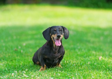 Dachshund bir cephede oturur.