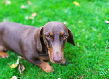 Bir çim uzun dachshund