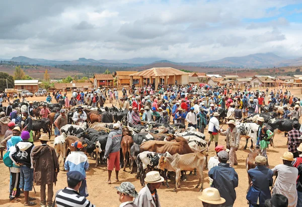 Mercado de vacas y búfalos s. Antananarivo. Madagascar . — Foto de Stock