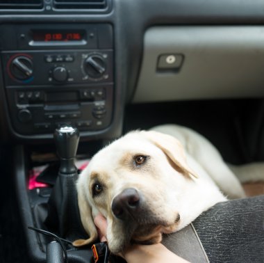 Arabanın salonda Labrador.