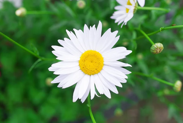 Hermosa flor de manzanillas aislada en el fondo del jardín . — Foto de Stock