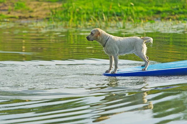 Dog surfing on board — Stock Photo, Image