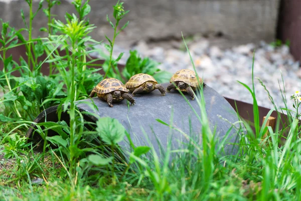 Tre små sköldpaddor — Stockfoto