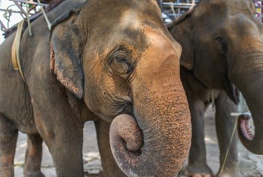 İki büyük Asya filler yemek.