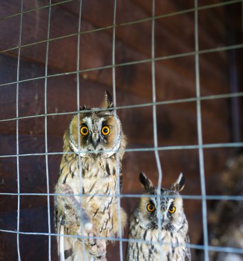 Kafeste oturan iki büyük baykuş