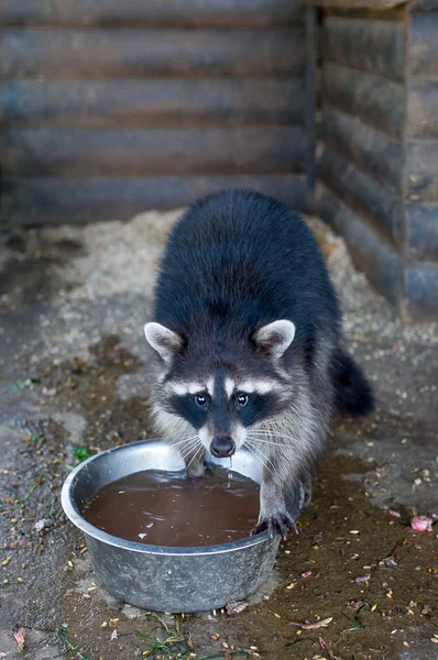 The raccoon drinks water from a bowl. — Stock Photo, Image