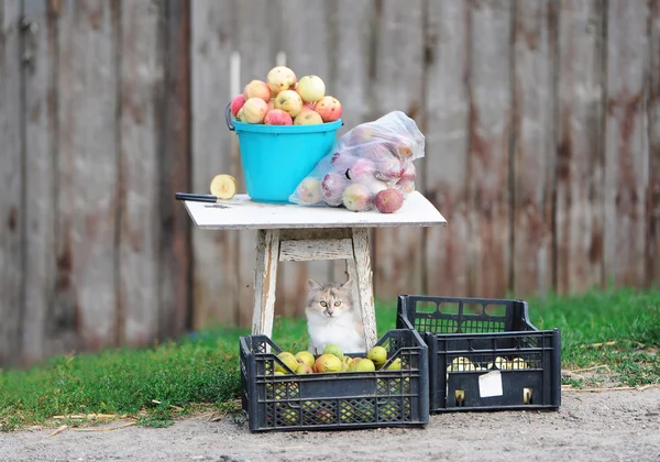 The cat sells apples. — Stock Photo, Image
