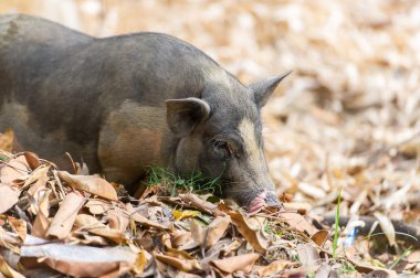Ücretsiz aralığı çiftlikte siyah domuz.