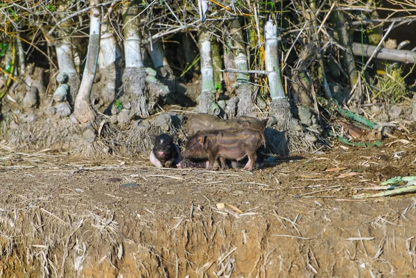 Porträt vietnamesischer kleiner Schweine auf dem Boden — Stockfoto
