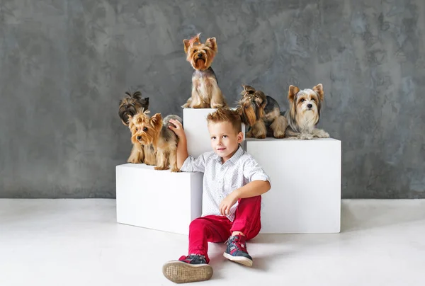 Charmanter blonder Junge und fünf kleine yorkshire Terrier. — Stockfoto
