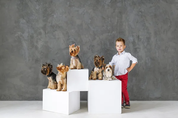 Charming blond boy and five little Yorkshire terriers. — Stock Photo, Image