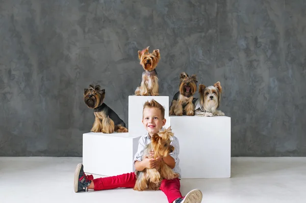 Charmanter blonder Junge und fünf kleine yorkshire Terrier. — Stockfoto