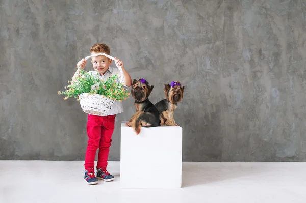 O menino loiro encantador com uma cesta de flores e dois pequenos terrieres de Yorkshire . — Fotografia de Stock