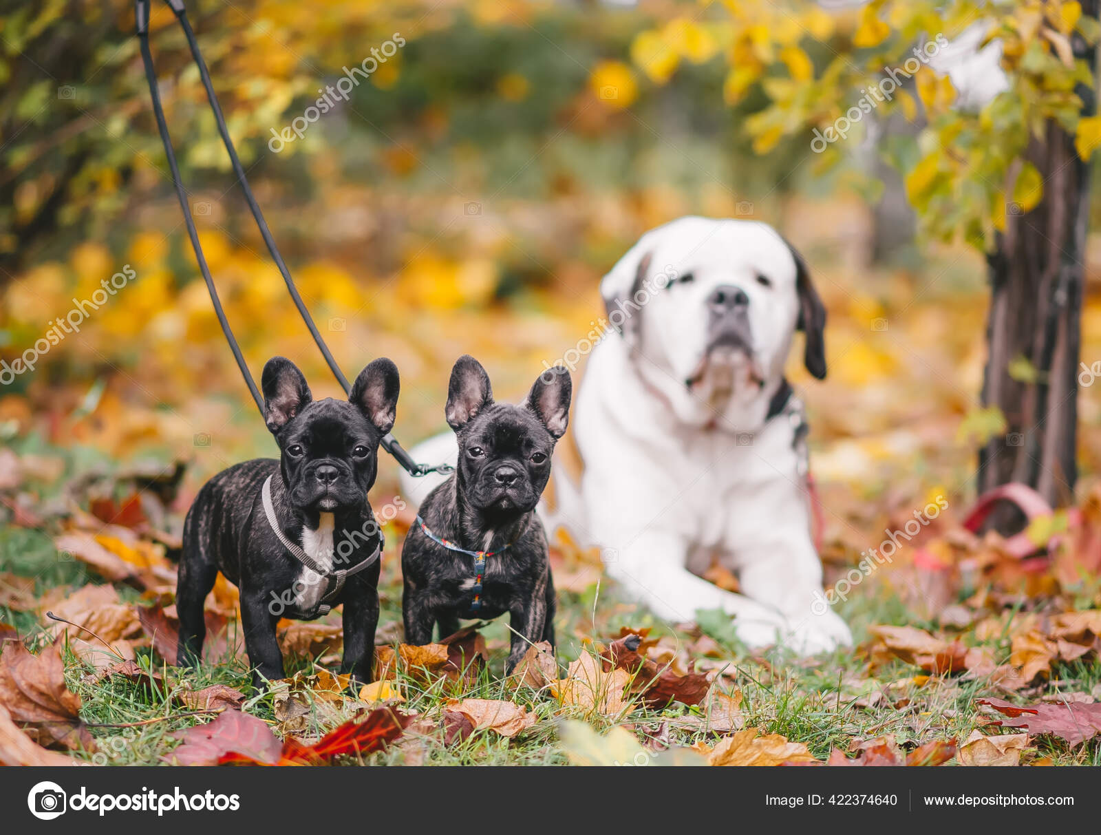 サンバーナード犬と2匹の黒いフランスのブルドッグ子犬が秋にカエデの葉にいます ストック写真 C Avk78