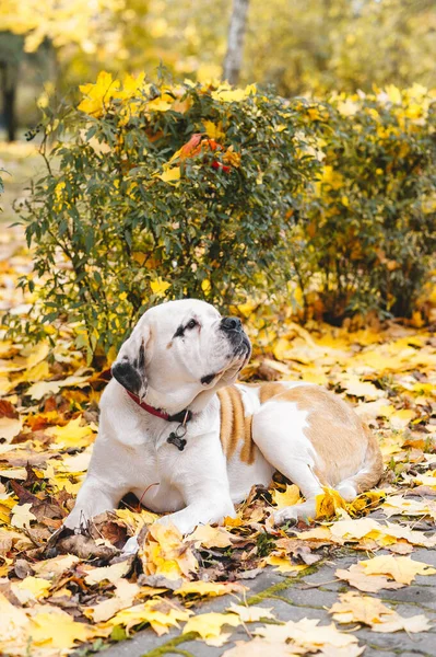 Осенью Собака Святого Бернарда Лежит Кленовых Листьях Вертикальный Портрет — стоковое фото