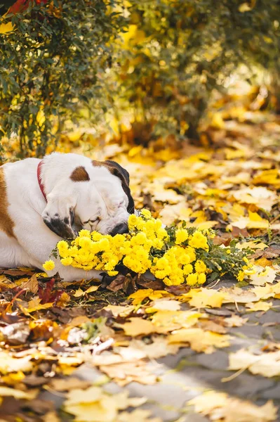 Saint Bernard dog sniffs a bouquet of yellow flowers in autumn park. Vertical view.