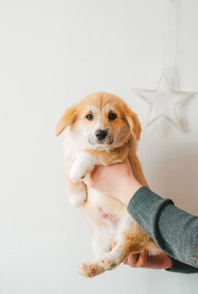 愛らしい子犬ウェールズコーギー所有者の手の中にポーズペンブローク 閉鎖肖像画 — ストック写真