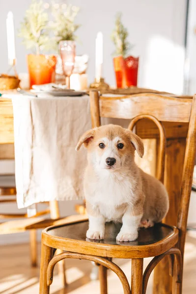 彭布罗克威尔士科尔吉犬坐在厨房的椅子上 看着摄像机 图库图片