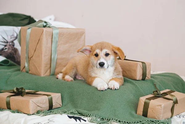Foto Van Corgi Puppy Liggend Bed Buurt Van Geschenkdozen Wacht Rechtenvrije Stockfoto's