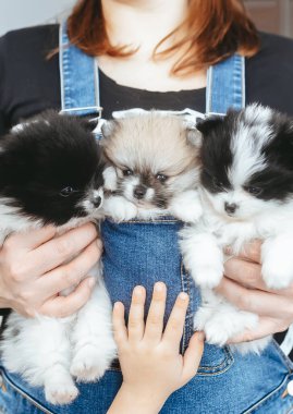 Üç pomeranian köpek yavrusu sahibinin ellerinde oturuyor. Yakın çekim.