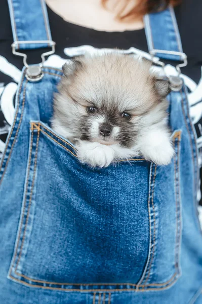 Cachorro Bonito Spitz Senta Bolso Macacão Jeans Retrato Close — Fotografia de Stock