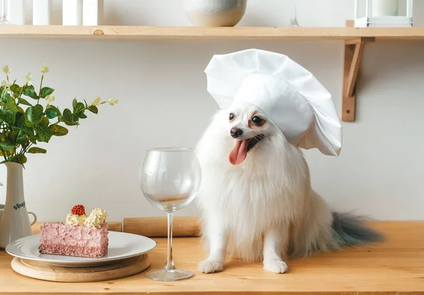 Simpatico Cane Spitz Bianco Nel Cappello Dello Chef Con Pezzo — Foto Stock
