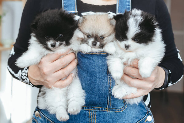 Woman's hands holds three spitz puppies indoors. Close up.