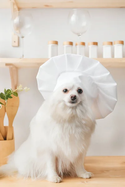 The cute white spitz dog in chef\'s hat. Closeup portrait