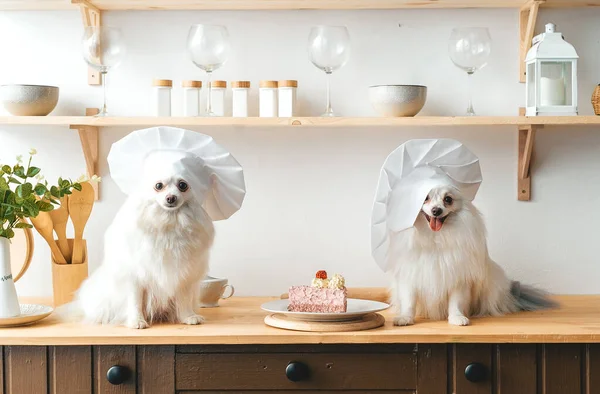 Two white spitz dogs in chef\'s hats with a piece of cake. Portrait in kitchen