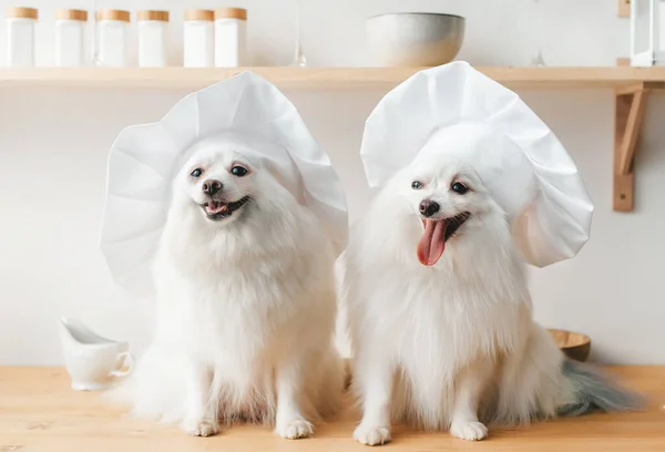 Two white spitz dogs in chef\'s hats. Portrait in kitchen