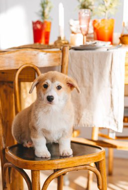 Mutfakta sandalyede oturan komik Corgi Pembroke yavrusu.
