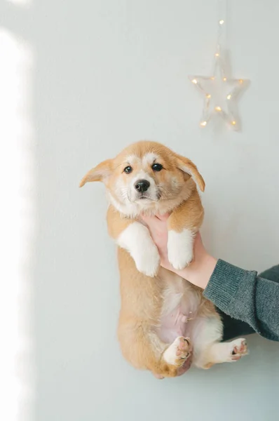 Söt Valp Walesiska Corgi Pembroke Poserar Händerna Ägaren Närbild — Stockfoto