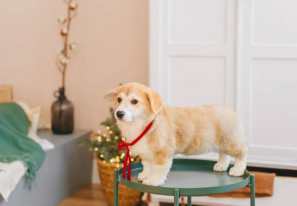 Adorável Cachorro Galês Corgi Pembroke Cãozinho Natal — Fotografia de Stock