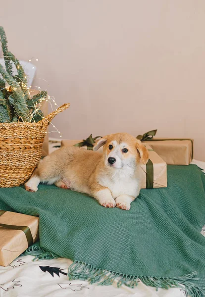 クリスマスツリーの近くでプレイされた緑の上でかわいい子犬の昼寝の装飾や箱にプレゼント 居心地の良い雰囲気 — ストック写真