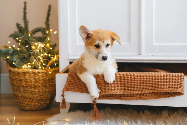 威尔士科奇刺绣小狗从抽屉里探出头来 圣诞假期 图库图片