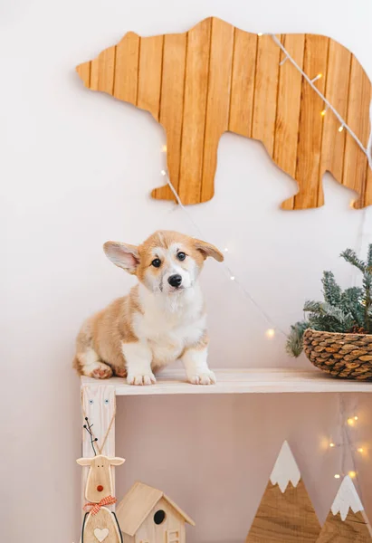 Corgi小狗和冬季装饰品 新年小狗 免版税图库照片