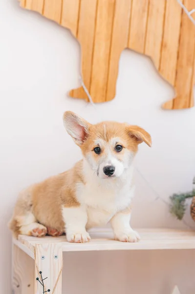 Walesiska Corgi Pembroke Valp Ansikte Närbild Konceptet Tillit Och Nyfikenhet Stockfoto